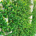 Myslym Shyri Hotel Tirana